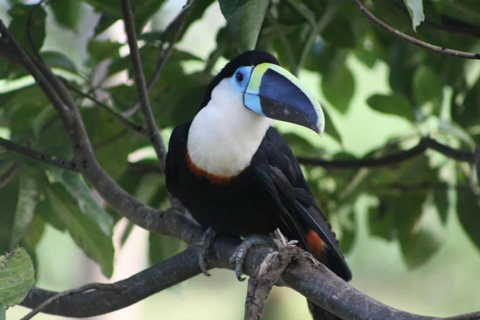 Jacamar Lodge Expeditions イキトス エクステリア 写真