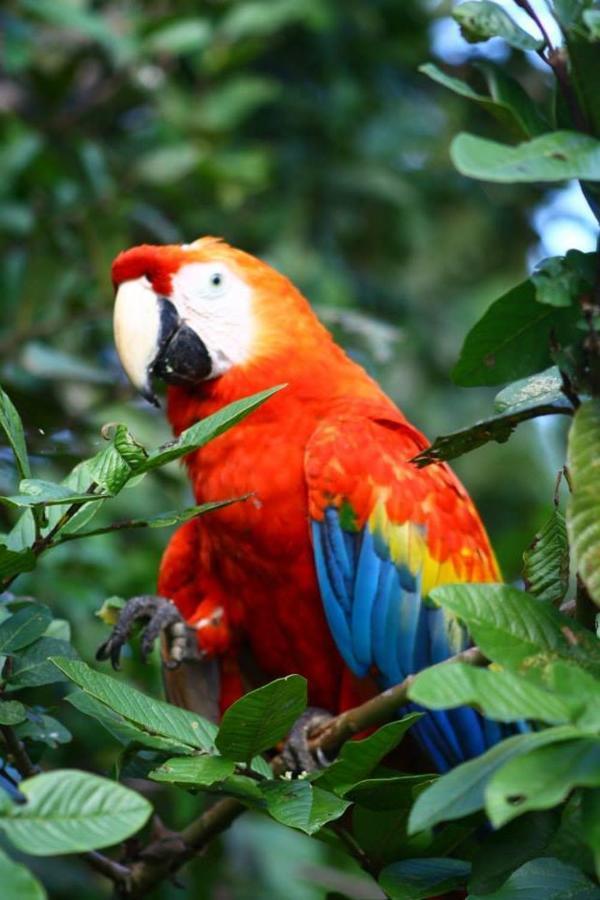 Jacamar Lodge Expeditions イキトス エクステリア 写真