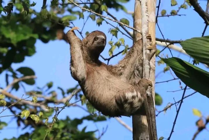 Jacamar Lodge Expeditions イキトス エクステリア 写真